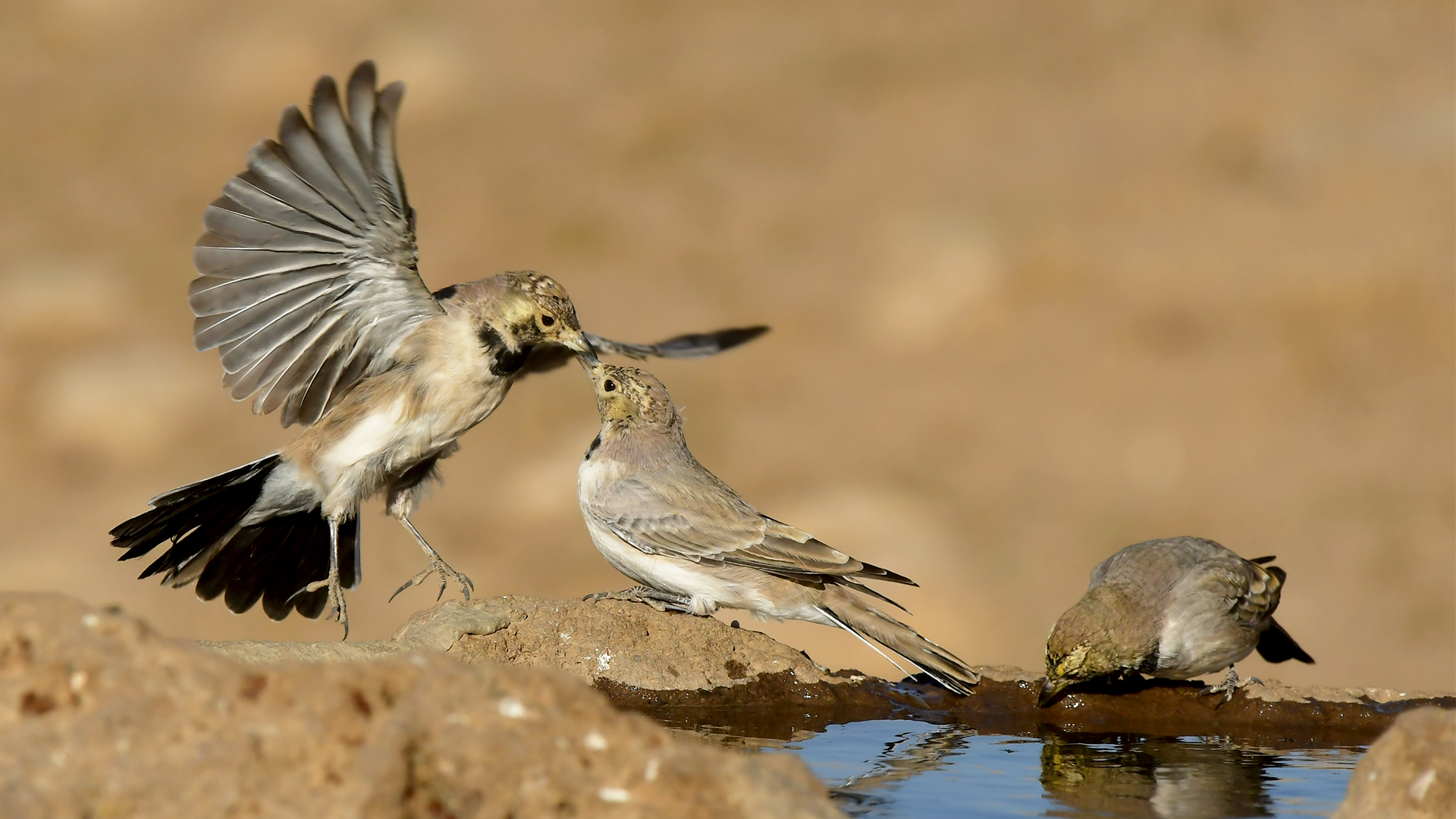 Crested Lark